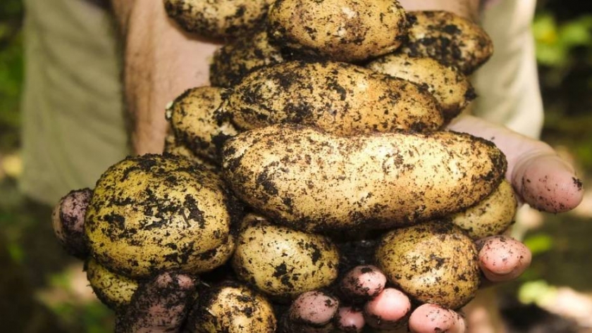 Donación histórica: se entregaron casi 10 millones de kilos de papas durante la cuarentena