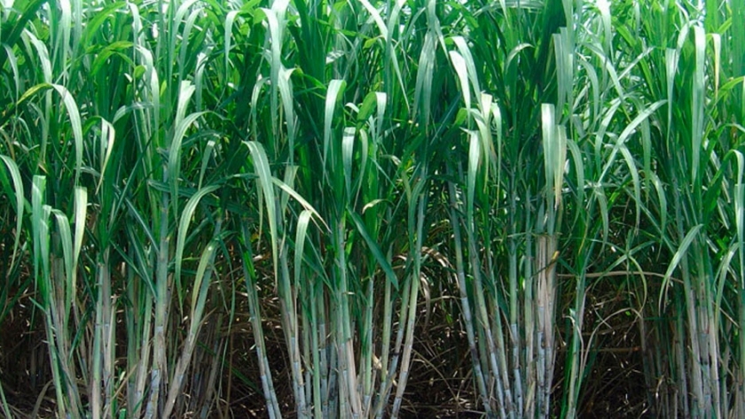 La caña de azúcar argentina emite casi 50% menos de gases