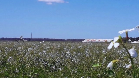 Cultivos de cobertura: clave para la sostenibilidad en agroecosistemas