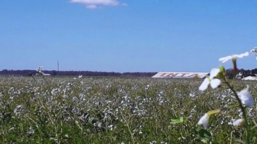 Cultivos de cobertura: clave para la sostenibilidad en agroecosistemas