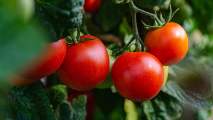 El Congreso Mundial del Tomate se realizará 100% en modalidad virtual