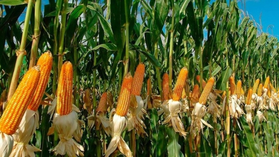 Avanzan las cosechas de maíz en Paraguay y Brasil con alto rendimiento