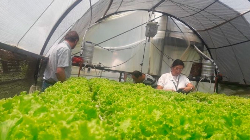 Es viable la cría de pacú con producción acuapónica de hortalizas