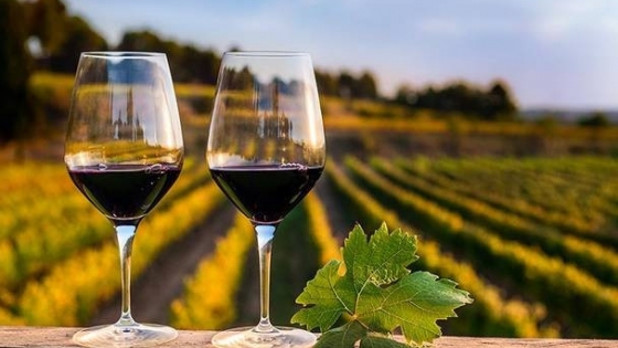 Vinos bonaerenses: el auge de la viticultura en la provincia