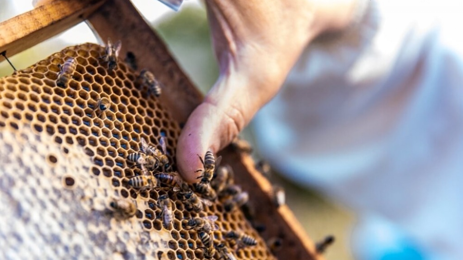 La apicultura se metió entre las economías regionales que repuntan y volvió a mostrar señales firmes de recuperación