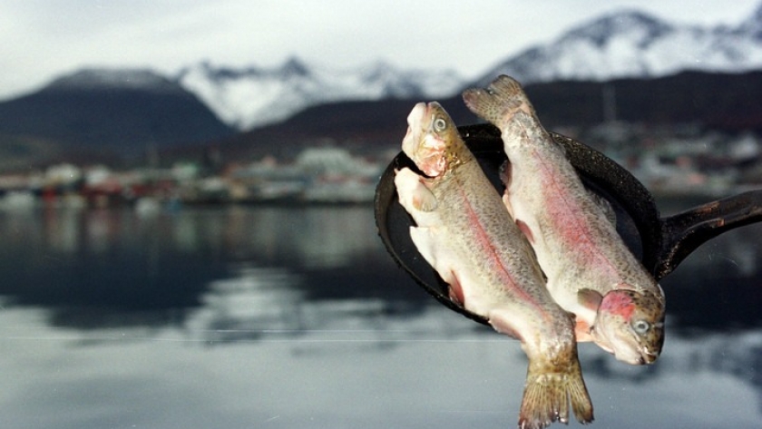 Más del 30% del pescado que se vende puede no ser lo que parece: tres chefs impulsan una ley de trazabilidad para el mar