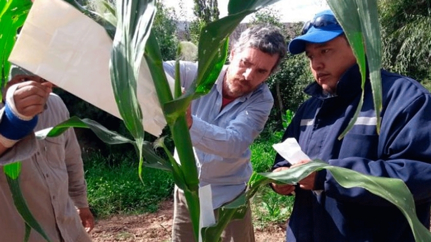 Los maíces nativos en riesgo vuelven al pago