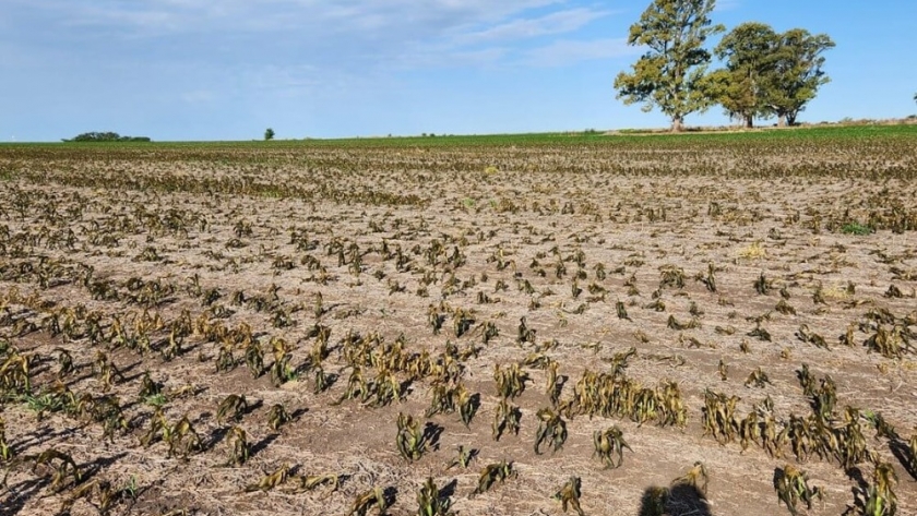 El trigo sufre la falta de agua