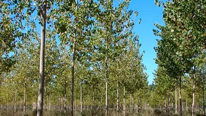 China redujo los aranceles a la madera argentina y se presenta como una oportunidad para el sector