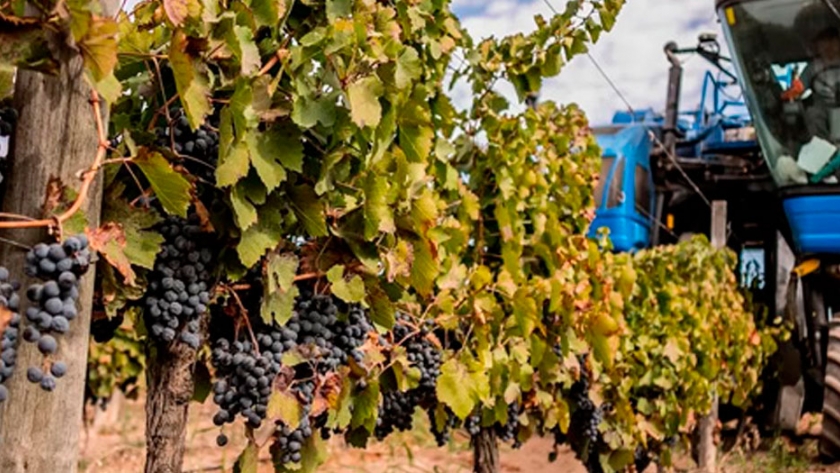 Sustentabilidad en viticultura