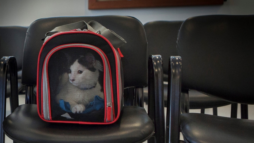 Repatriación: Requisitos sanitarios para el ingreso al país con perros y gatos