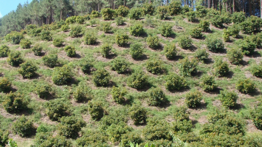 Van más de 25.000 hectáreas cultivadas de aguacate hass y hay un potencial de 3,3 millones