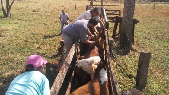 Agricultores familiares de Misiones forman cooperativa que vacuna contra la aftosa