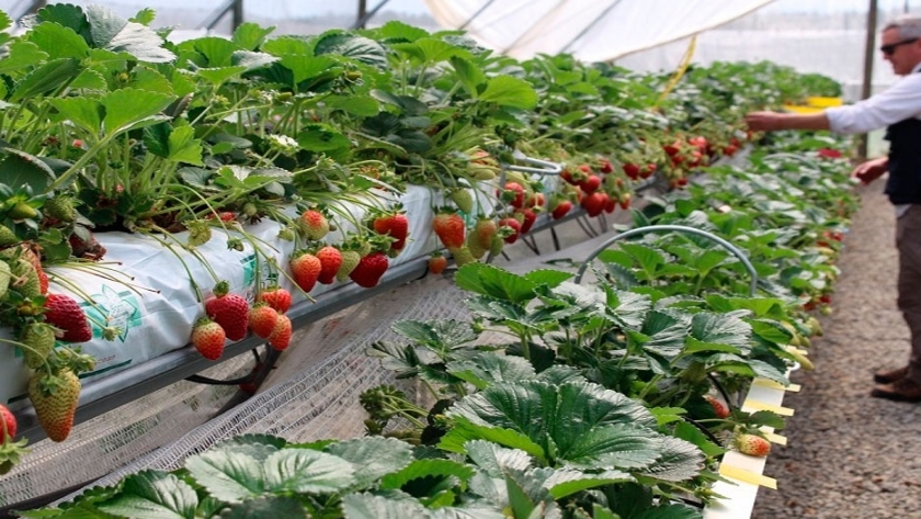 Innovador proyecto INIA permite obtener frutillas a inicios de invierno y ahorrar un 76% de agua de riego