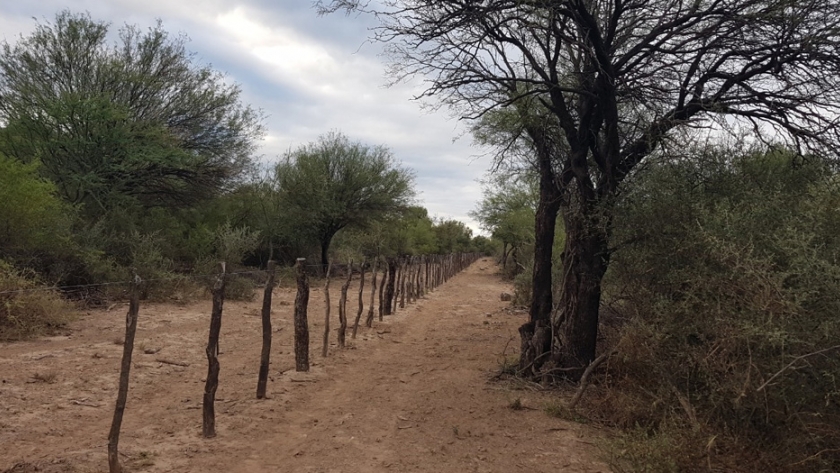 Bosque nativo: Ambiente recuerda que es obligación de los propietarios de campos realizar picadas perimetrales