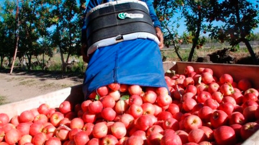 Se pone en marcha la cosecha de peras y manzanas en el Alto Valle, donde se aguarda la llegada de 20 mil trabajadores temporarios