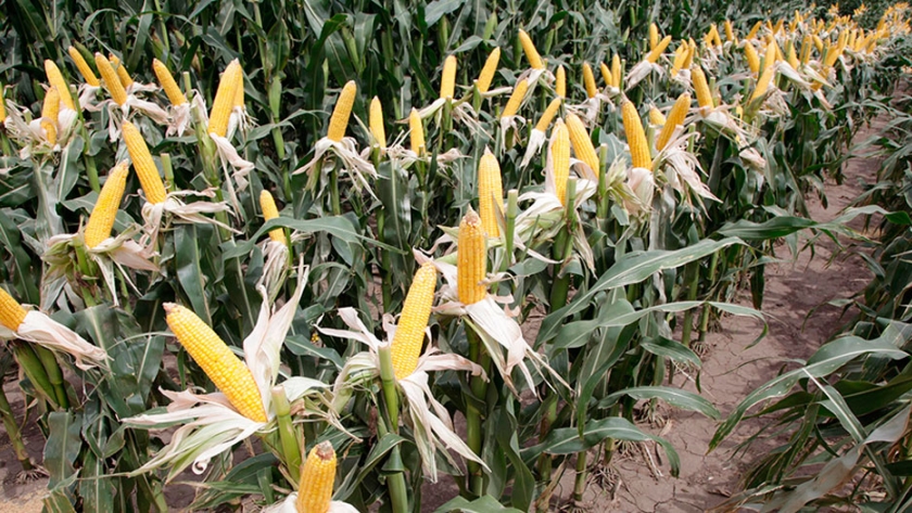 De manera digital ya se lanzó la primera campaña de maíz y girasol 2020/21
