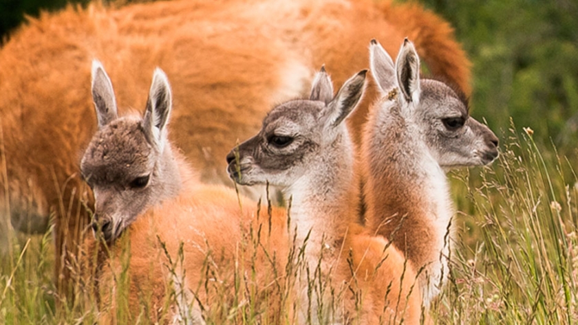 En defensa de los guanacos