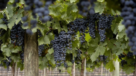 Vendimia de precisión: así se busca un vino de 100 puntos