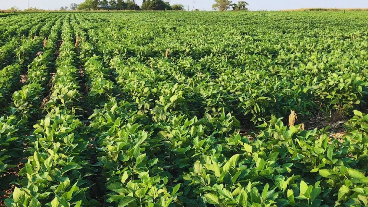 La FAO destaca la importancia de los suelos en el Día Mundial del Suelo