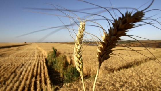 Cambio de panorama climático: la Niña moderada podría aliviar preocupaciones agrícolas