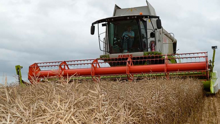 Tipos de cosecha y ajustes a la cosechadora para la cosecha directa de canola