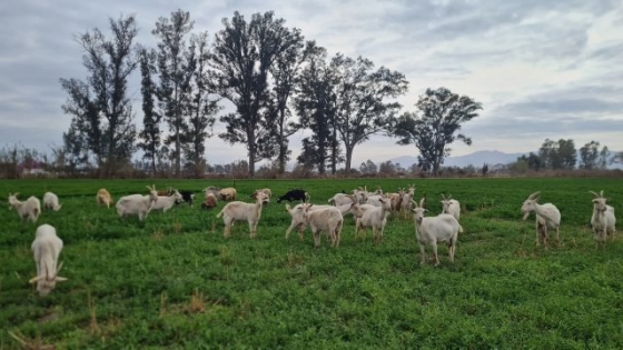 Jornada “Puertas Abiertas” en Producción Caprina