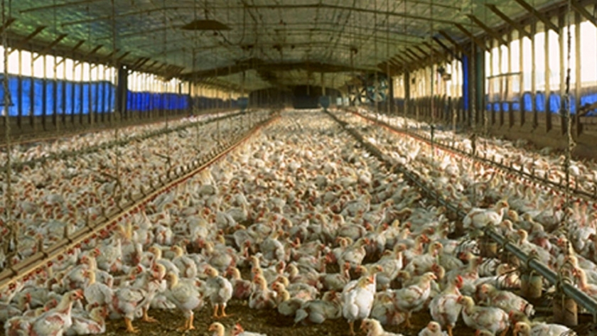 Convirtiendo deshechos de pollo y las malas hierbas en biocombustible