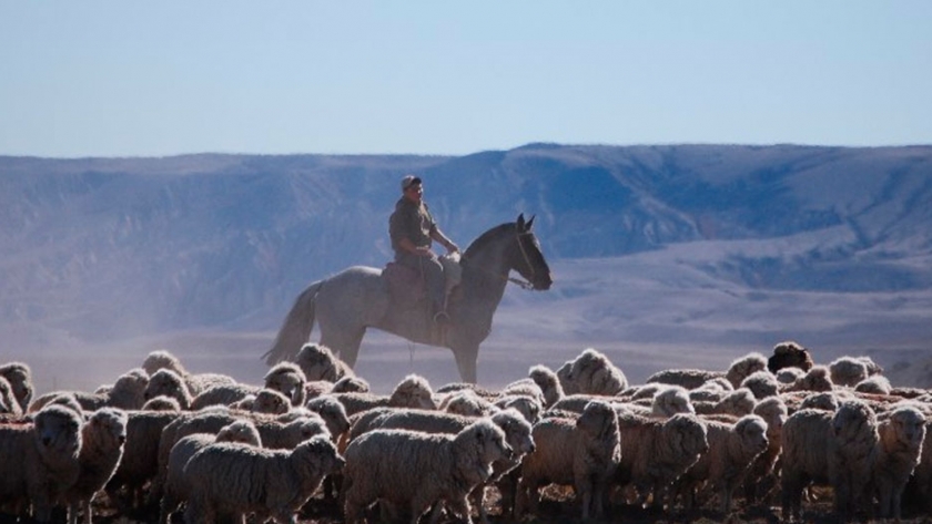 Destacan el manejo adaptativo del pastoreo como una alternativa virtuosa para la Patagonia