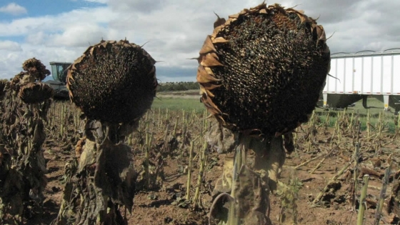El girasol argentino apunta a otro récord y ya proyectan una cosecha histórica para 2027
