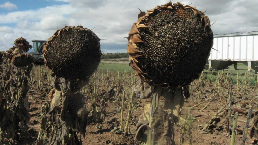El girasol argentino apunta a otro récord y ya proyectan una cosecha histórica para 2027