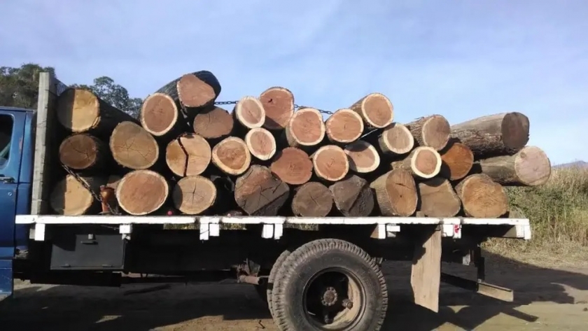 Jujuy: notable eficiencia en el control de guías forestales