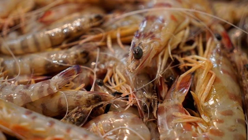 Langostino, analizan medidas de manejo para el área exterior de la veda