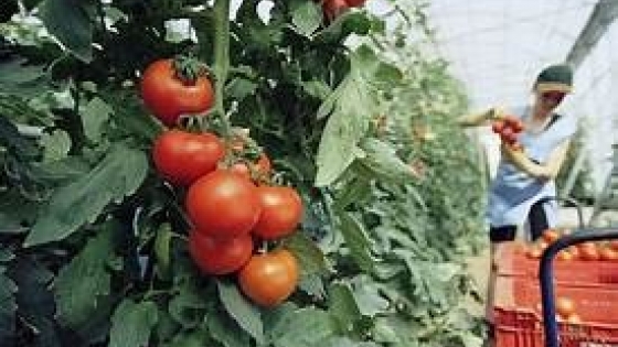 Estudian el uso de productos biológicos en la producción de tomate