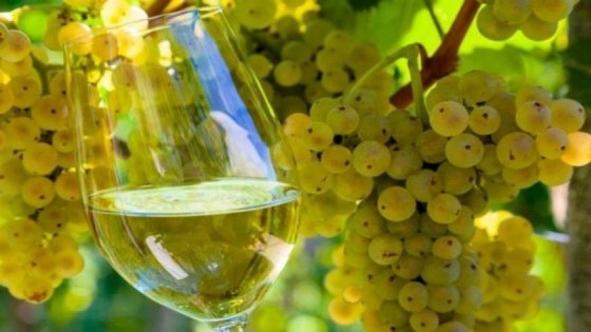 Salta será sede de un encuentro de bodegueros de la región norte