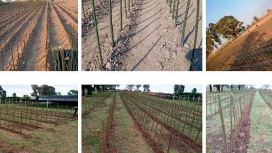 Plan Agroforestal: 20 mil sauces ya están en el Vivero de Viamonte