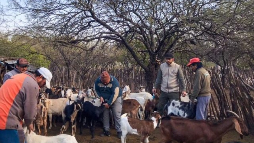 Plan sanitario para mejorar la producción caprina en Catamarca