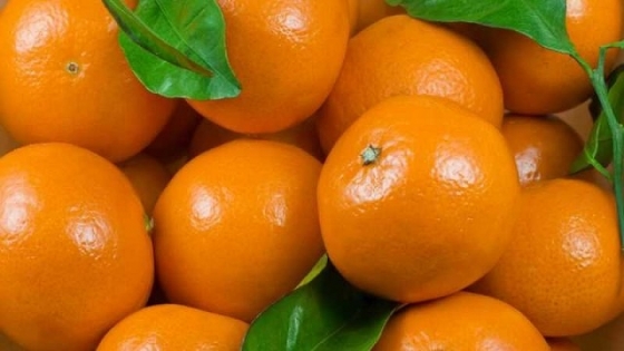 Instituciones de Argentina presentan dos nuevas variedades de mandarinas