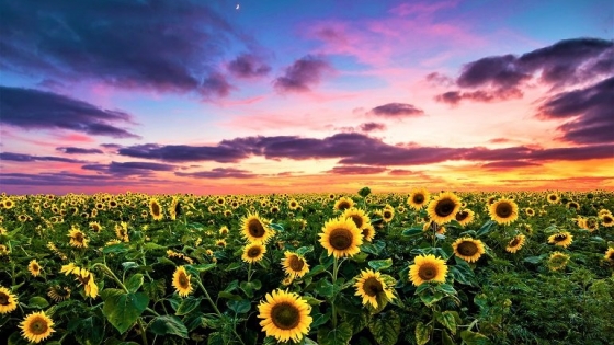 La siembra de maíz y girasol avanza pese a las lluvias y se mantiene el buen estado de los cultivos