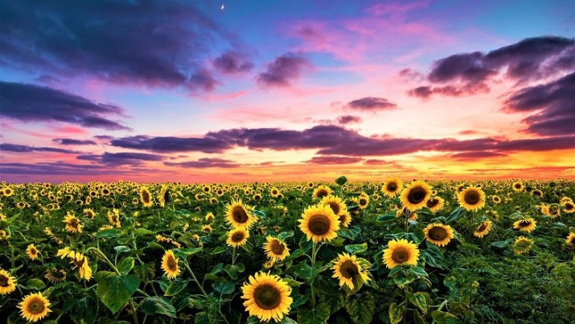 La siembra de maíz y girasol avanza pese a las lluvias y se mantiene el buen estado de los cultivos