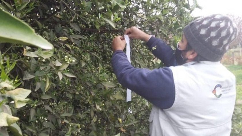 Renuevan trampas para monitoreo de HLB en Santa Rosa