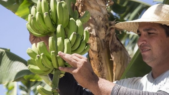 Productores bananeros alertan por la eliminación de normas sanitarias y advierten sobre riesgos para el NOA