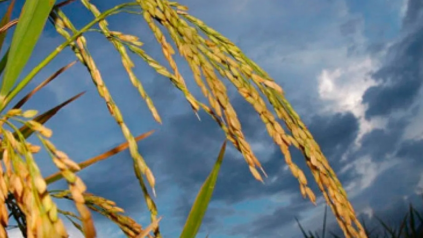 Producción de arroz impulsada por el cambio climático