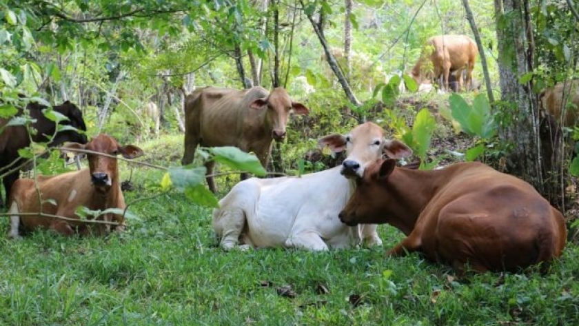 BCR presentó Visec, plataforma de soja y carne sin deforestación