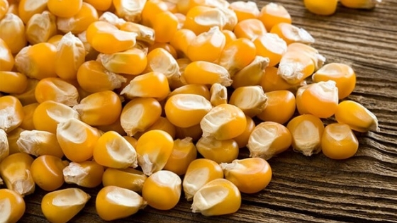 Crisis agrícola por El Niño en Sudáfrica impulsa importaciones de maíz desde Brasil