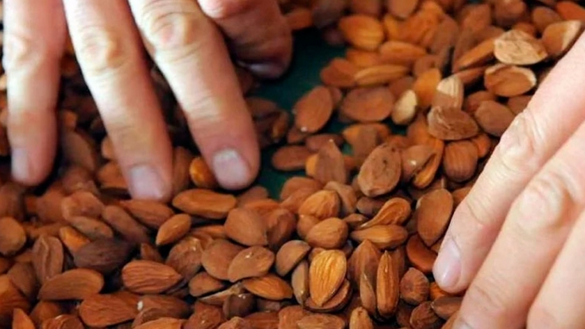 En dos años creció 10% la superficie con almendras