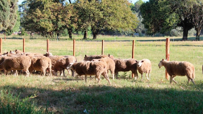Entre Ríos respalda la cadena cárnica de ovinos