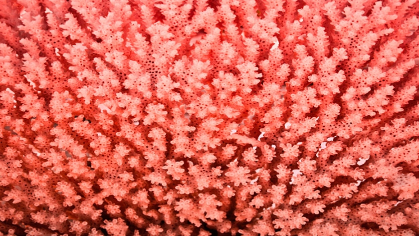 Primera jornada de Encuentro de los Mares la producción de pescado será el alimento futuro de la población