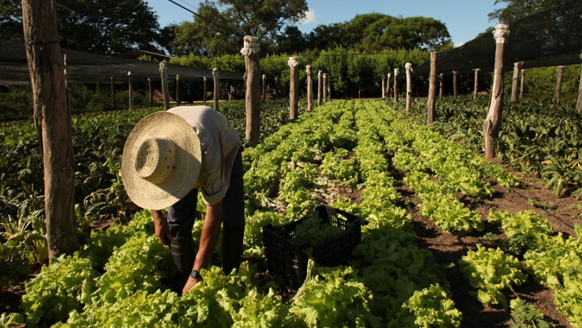 Buenas Prácticas Agrícolas (BPA)