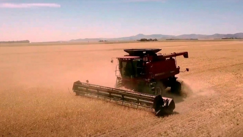 La cebada argentina se posiciona en el mercado mundial